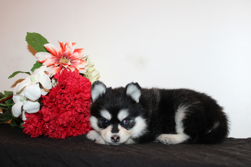 puppy, for, sale, Pomsky, Matthew B. Stoltzfus, dog, breeder, Gap, PA, dog-breeder, puppy-for-sale, forsale, nearby, find, puppyfind, locator, puppylocator, aca